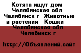 Котята ищут дом - Челябинская обл., Челябинск г. Животные и растения » Кошки   . Челябинская обл.,Челябинск г.